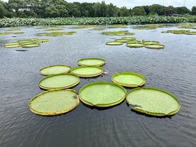 王莲