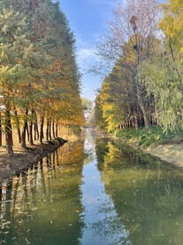 树木景观