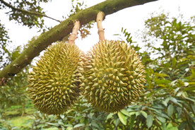 树上的榴莲