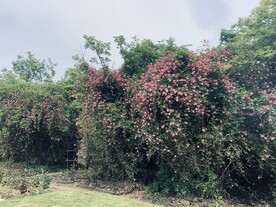玫瑰园