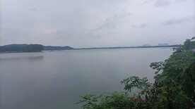 鸽子