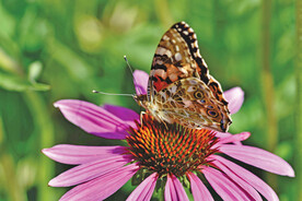 蝴蝶 