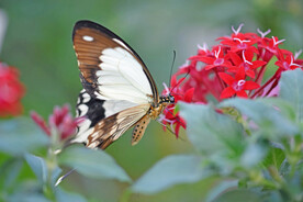 蝴蝶 