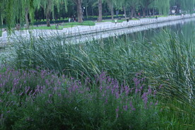 公园风景 