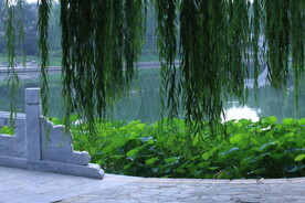 公园风景 