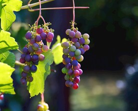 葡萄