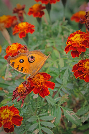 蝴蝶