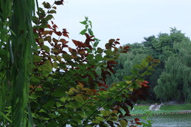 公园风景 