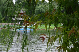 公园风景
