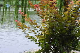 公园风景