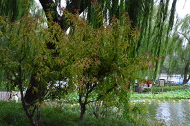公园风景
