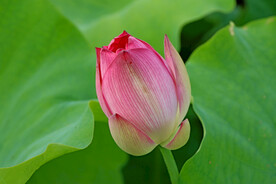 荷花花苞