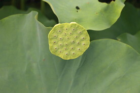 莲蓬