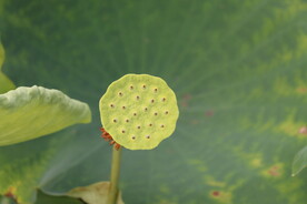 莲蓬
