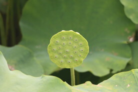 莲蓬