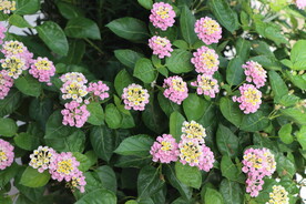 绣球花