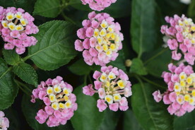 绣球花