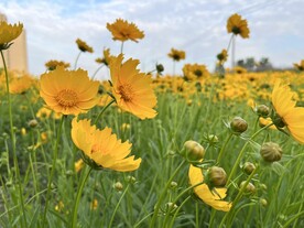 花海