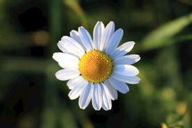 邹菊