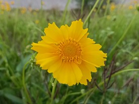 金鸡菊