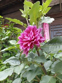 大丽花