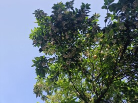 柚子树
