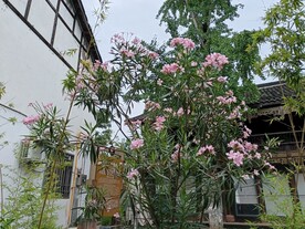 夹竹桃