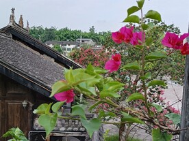 三角梅