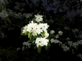 白色花