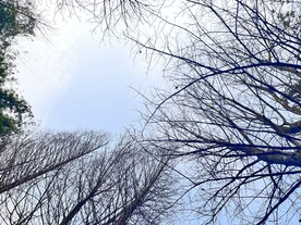 树枝