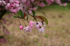 粉色花
