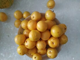 李子