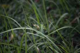 路边野草