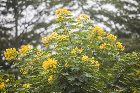 公园黄风铃花