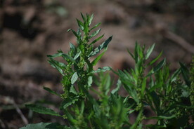 山地野菜