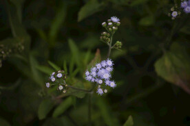 山地杂草野花