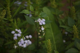 山地杂草野花