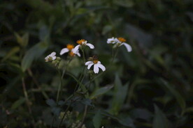 山地野菊花