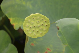 莲蓬