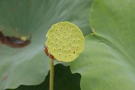 莲蓬
