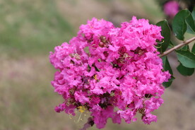 紫薇花