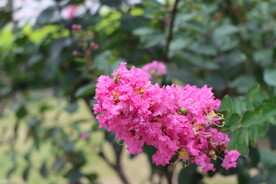 紫薇花