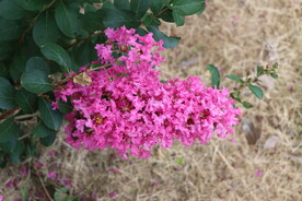 紫薇花
