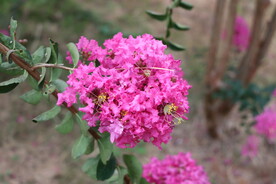 紫薇花