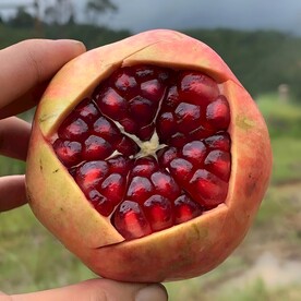石榴
