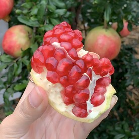 石榴