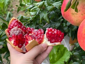 石榴