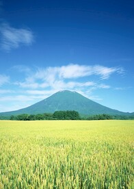 麦子田野风光