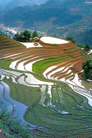 稻田
