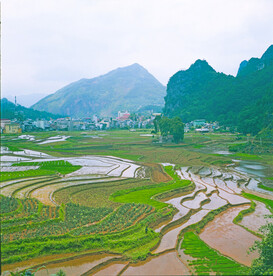 稻田
